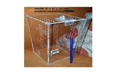 PAKET BUNDLING UNTUK PEMULA UKURAN TARANTULA JUVENILLE (TARANTULA REMAJA)